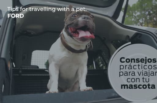 pets